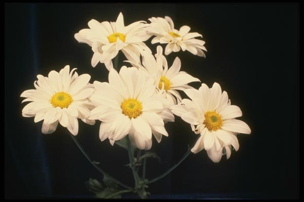 124059 Chrysanthemum 'White Marble' (Florist Chrysanthemum) A4 Photo Print
