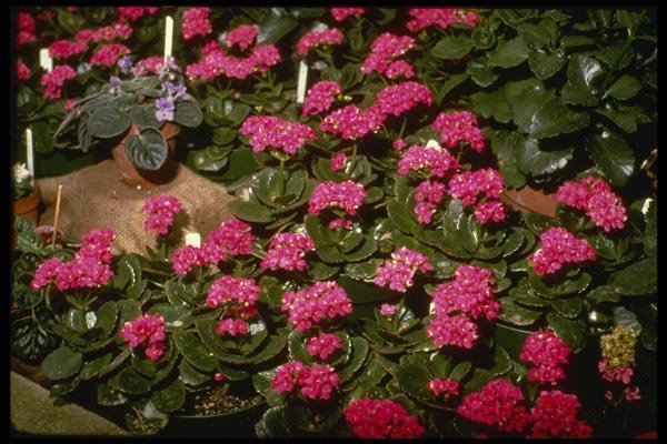 124060 Kalanchoe 'Solferinopurpur' A4 Photo Print