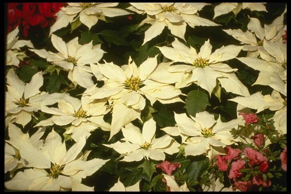 124061 Euphorbia Pulcherrima 'Eckes Point' (Poinsettia) A4 Photo Print