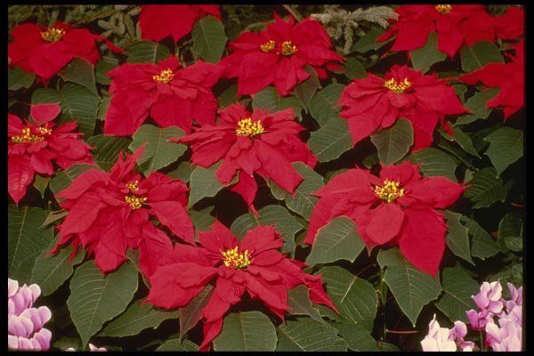 124062 Euphorbia Pulcherrima 'Dark Red Heg' (Poinsettia) A4 Photo Print