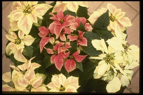 124064 Euphorbia Pulcherrima (Poinsettia) A4 Photo Print
