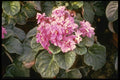 124065 Saintpaulia 'Glowing' (African Violet) A4 Photo Print