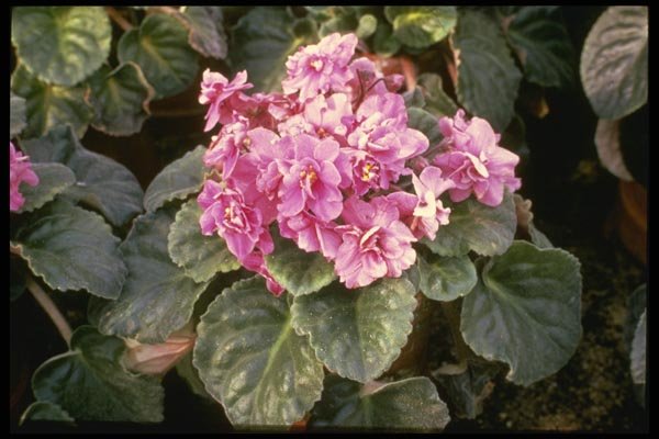 124065 Saintpaulia 'Glowing' (African Violet) A4 Photo Print