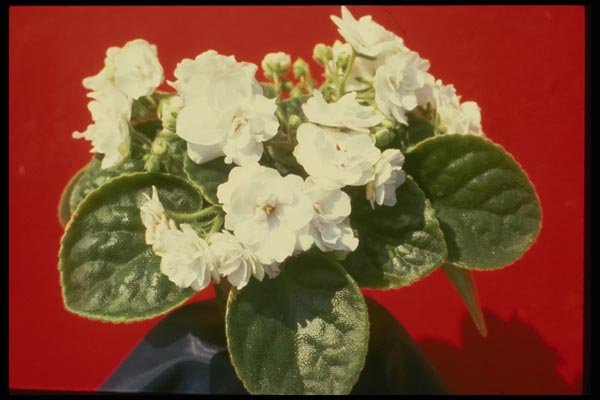 124066 Saintpualia 'Snow Ballet' (African Violet) A4 Photo Print