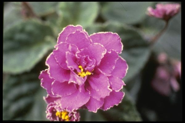 124067 Saintpualia 'Precious Moments' (African Violet) A4 Photo Print