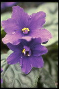 124068 Saintpaulia 'Tender Love' (African Violet) A4 Photo Print