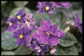 124069 Saintpaulia 'Mr. Chips' (African Violet) A4 Photo Print