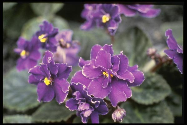 124069 Saintpaulia 'Mr. Chips' (African Violet) A4 Photo Print