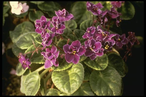 124070 Saintpaulia 'Purple Choice' (African Violet) A4 Photo Print