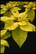 124071 Euphorbia Pulcherrima 'Lemon Drop' (Poinsettia) A4 Photo Print