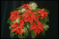 124072 Euphorbia Pulcherrima 'Dark Red' (Poinsettia) A4 Photo Print