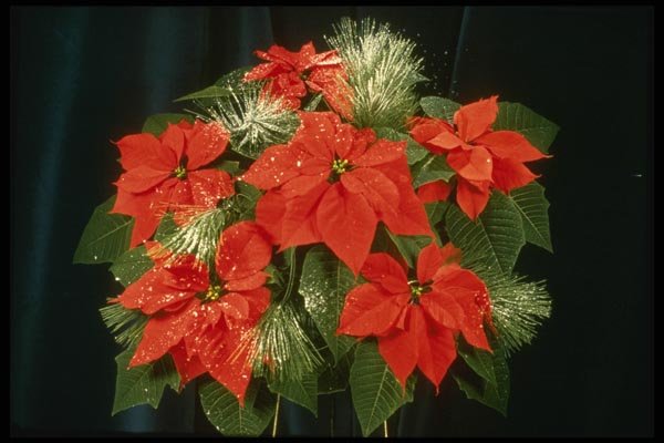 124072 Euphorbia Pulcherrima 'Dark Red' (Poinsettia) A4 Photo Print