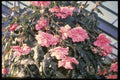 124073 Begonia Tuberosa (Tuberous Rooted Begonia) A4 Photo Print