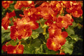 124074 Begonia X Rex Cultorum (Rex Begonia) A4 Photo Print