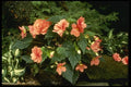 124075 Begonia Tuberosa (Tuberous Rooted Begonia) A4 Photo Print