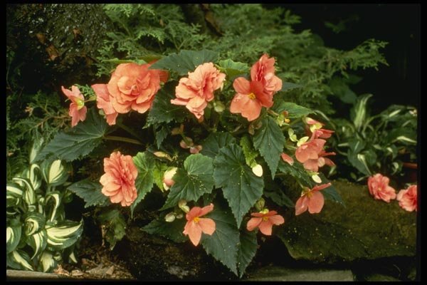 124075 Begonia Tuberosa (Tuberous Rooted Begonia) A4 Photo Print