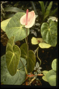 124076 Anthurium Ferrierense (Flamingo Flower) A4 Photo Print