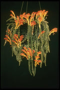 124077 Columnea Diminutifolia (Goldfish Plant) A4 Photo Print