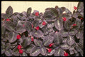 124078 Episcia Cupreata A4 Photo Print