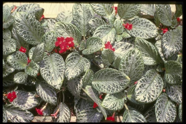 124079 Episcia Supreata Viridifolia A4 Photo Print