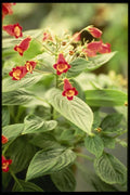 124080 Kohleria Medea Tree Gloxinia A4 Photo Print