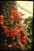 124081 Columnea Gloriosa Goldfish Plant A4 Photo Print