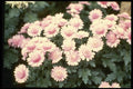 124082 Chrysanthemum 'Cherub' (Florist Chrysanthemum) A4 Photo Print