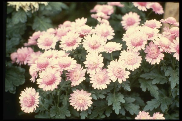 124082 Chrysanthemum 'Cherub' (Florist Chrysanthemum) A4 Photo Print