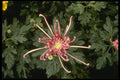 124083 Chrysanthemum 'Height Of Beauty' (Florist Chrysanthemum) A4 Photo Print