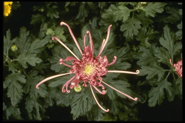 124083 Chrysanthemum 'Height Of Beauty' (Florist Chrysanthemum) A4 Photo Print