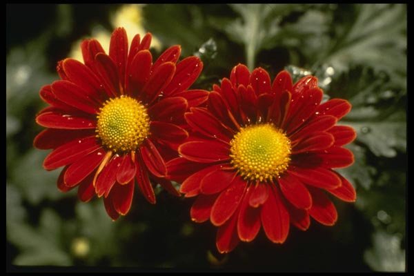 124084 Chrysanthemum 'Firepower' (Florist Chrysanthemum) A4 Photo Print