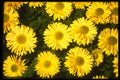 124085 Chrysanthemum 'Gordon Taylor' (Florist Chrysanthemum) A4 Photo Print
