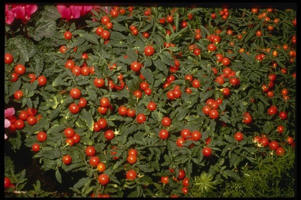 124086 Solanum Pseudocapsicum (Jerusalem Cherry) A4 Photo Print