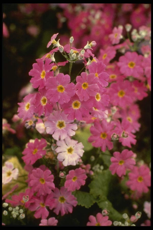 124087 Primula Malacoides 'Pink Ice' (Fairy Primrose) A4 Photo Print