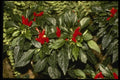 124088 Capsicum Annuum Christmas Pepper A4 Photo Print