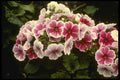 124089 Primula Obconica 'Agate Rouge' A4 Photo Print