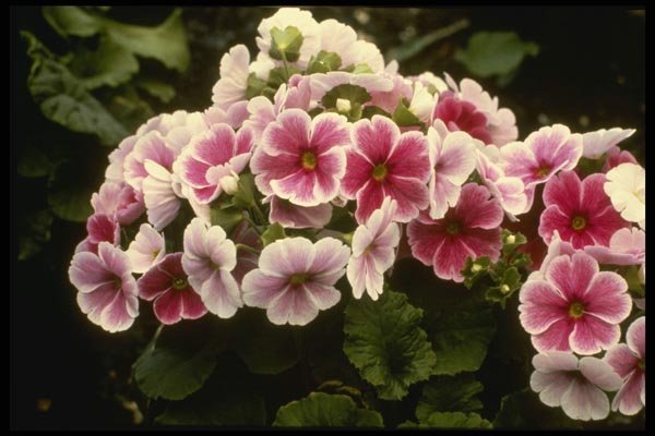 124089 Primula Obconica 'Agate Rouge' A4 Photo Print