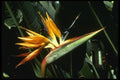 124090 Strelitzia Reginae (Bird Of Paradise) A4 Photo Print