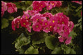 124091 Primula Obconica 'Juno Red' (German Primrose) A4 Photo Print