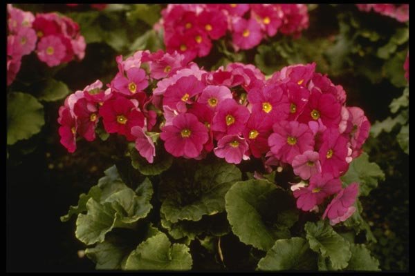 124091 Primula Obconica 'Juno Red' (German Primrose) A4 Photo Print
