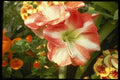 124092 Hippeastrum 'Fantastica' (Amaryllises) A4 Photo Print