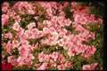 124093 Rhododendron Simsii 'Paul Schame' (Azalea) A4 Photo Print