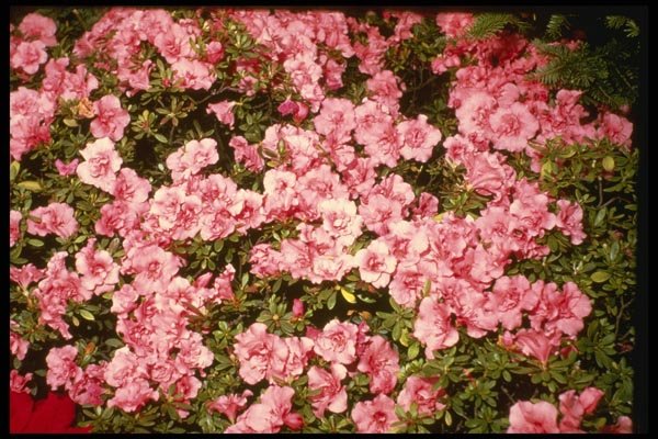 124093 Rhododendron Simsii 'Paul Schame' (Azalea) A4 Photo Print
