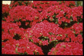 124094 Rhododendron Azalea A4 Photo Print