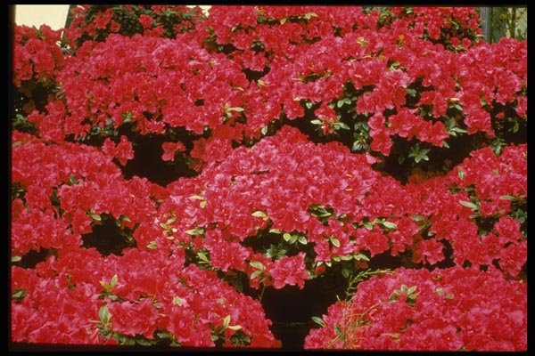 124094 Rhododendron Azalea A4 Photo Print