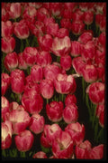 124095 Tulipa Gesneriana 'Coriolor' (Tulip) A4 Photo Print