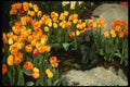124096 Tulipa 'Orange Monarch' (Tulip) A4 Photo Print