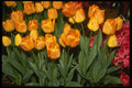 124097 Tulipa 'Orange Monarch' (Tulip) A4 Photo Print