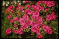 124098 Rhododendron Indicum 'Rose' (Azalea) A4 Photo Print
