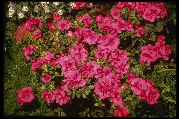 124098 Rhododendron Indicum 'Rose' (Azalea) A4 Photo Print